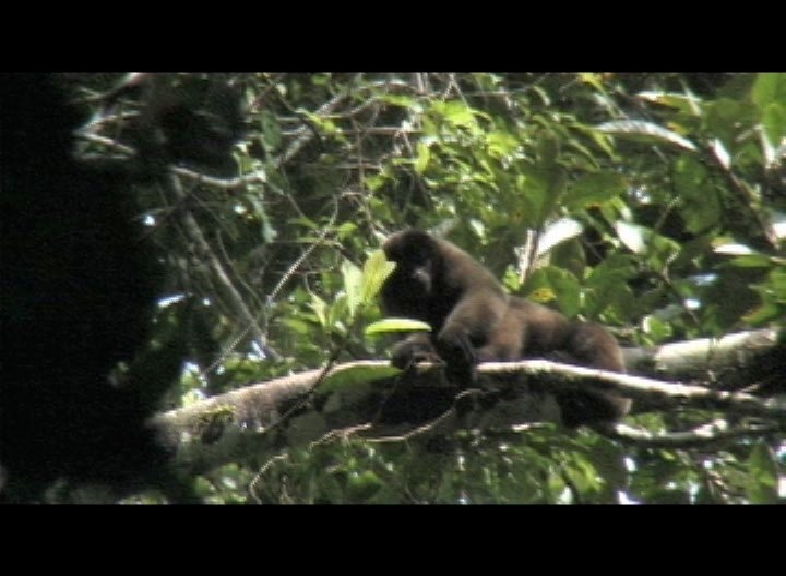 Monkey, Brown Wooly 2