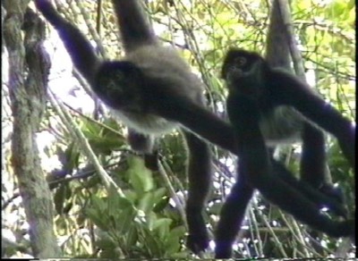 Monkey, Central American Spider 2