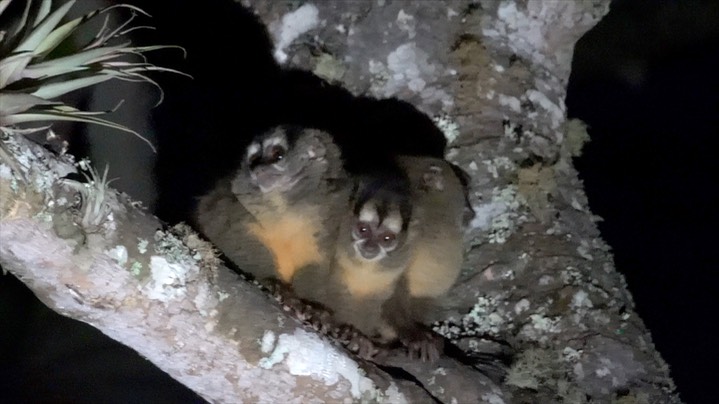 Monkey, Gray-handed Night (Colombia) 10