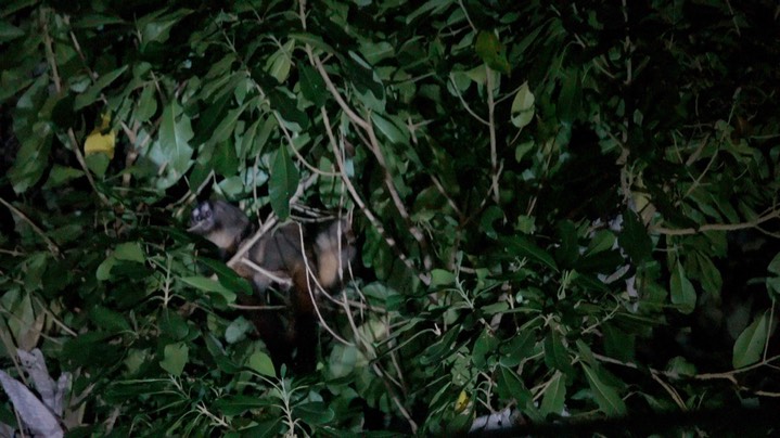 Monkey, Gray-handed Night (Colombia) 1