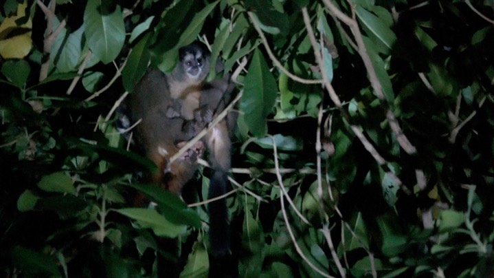 Monkey, Gray-handed Night (Colombia) 5