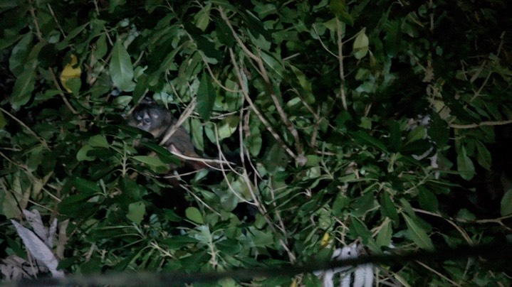 Monkey, Gray-handed Night (Colombia) 2