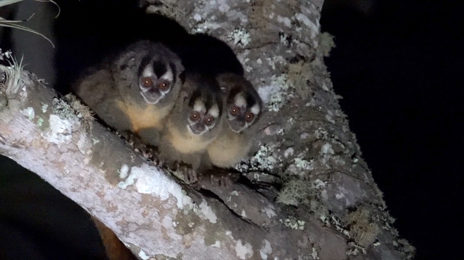 Monkey, Gray-handed Night (Colombia) 8