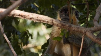 Monkey, Green - Senegal 1