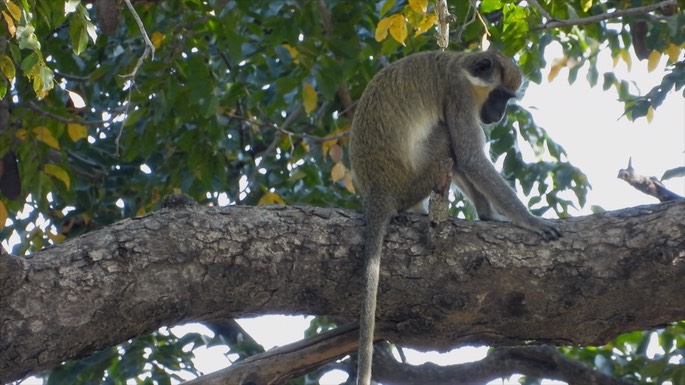 Monkey, Green - Senegal 2