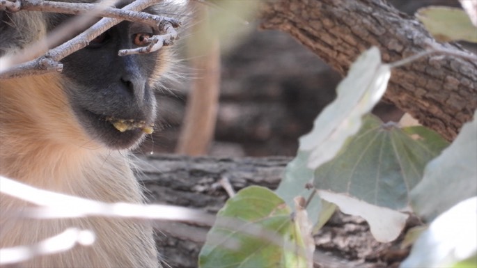 Monkey, Green - Senegal 3