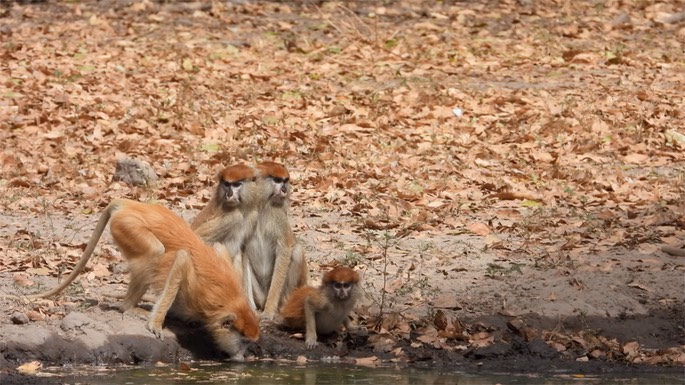 Monkey, Patas - Senegal 2