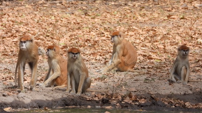 Monkey, Patas - Senegal 3