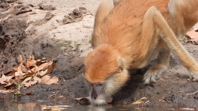 Monkey, Patas - Senegal 4