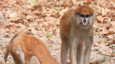 Monkey, Patas - Senegal 5