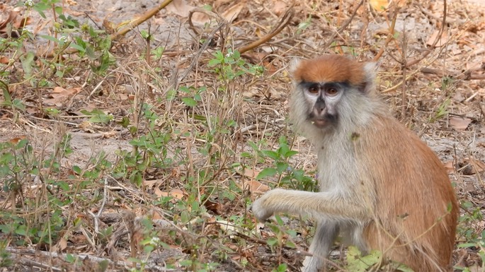 Monkey, Patas - Senegal 6