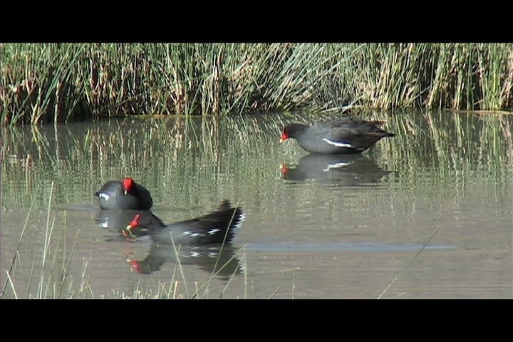 Moorhen, Common 5