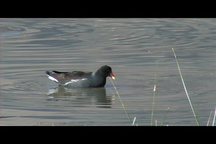 Moorhen, Common 6