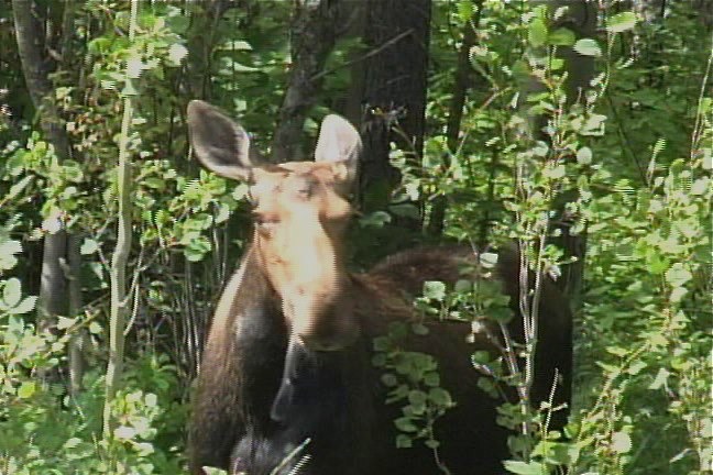 Moose 1_1