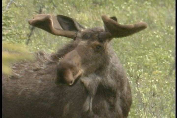 moose