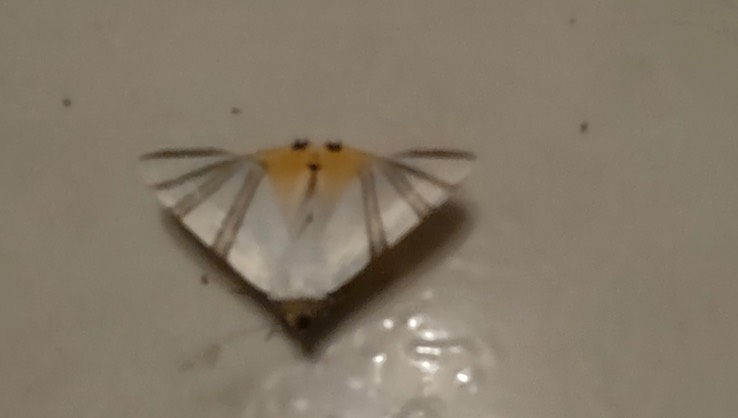 moth 4