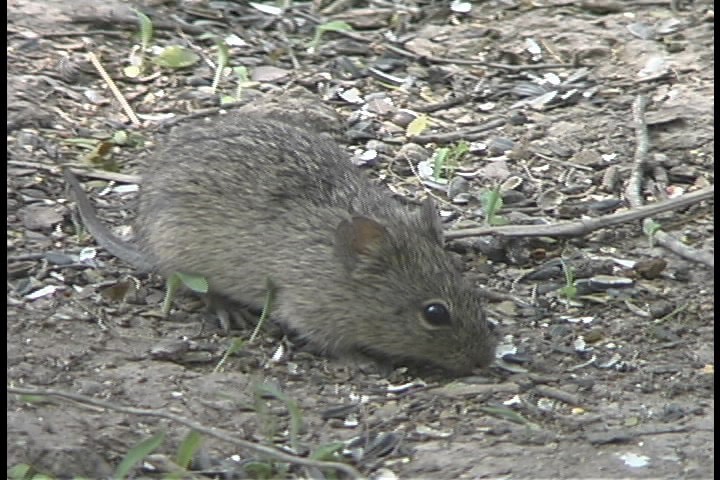 Mouse, Eastern Harvest 2