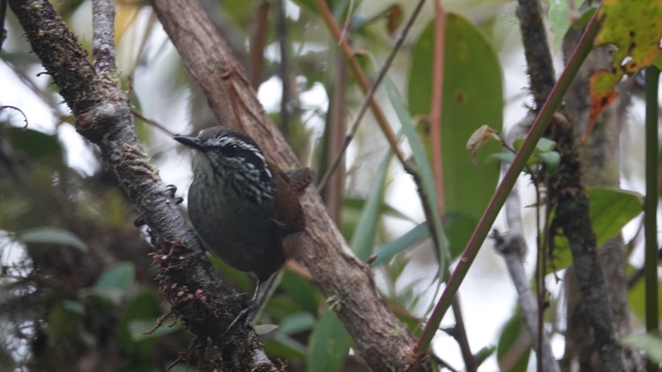 Munchique Wood-Wren g1