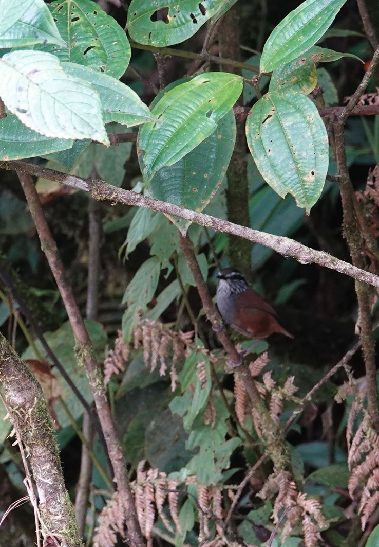 Munchique Wood-Wren g2