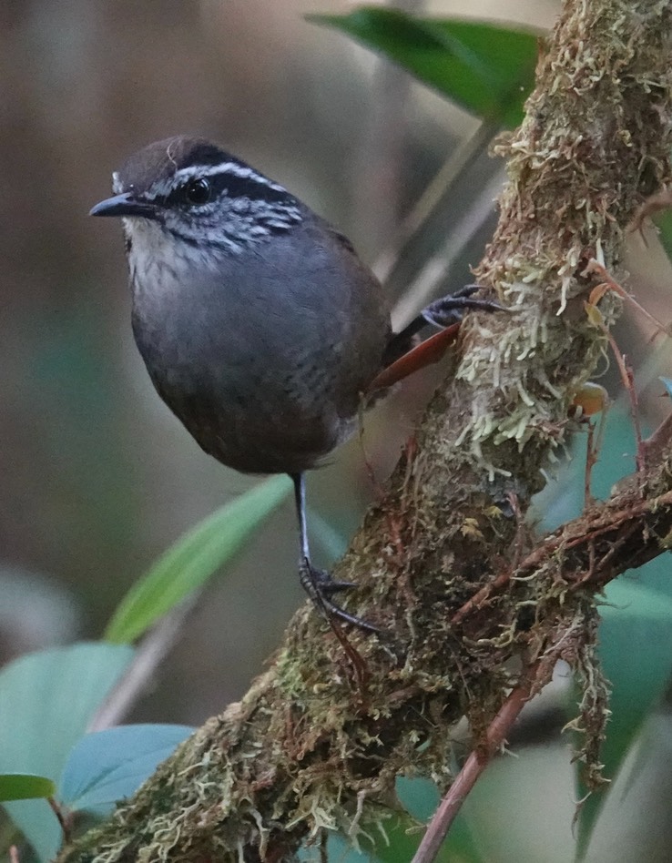 Munchique Wood-Wren2