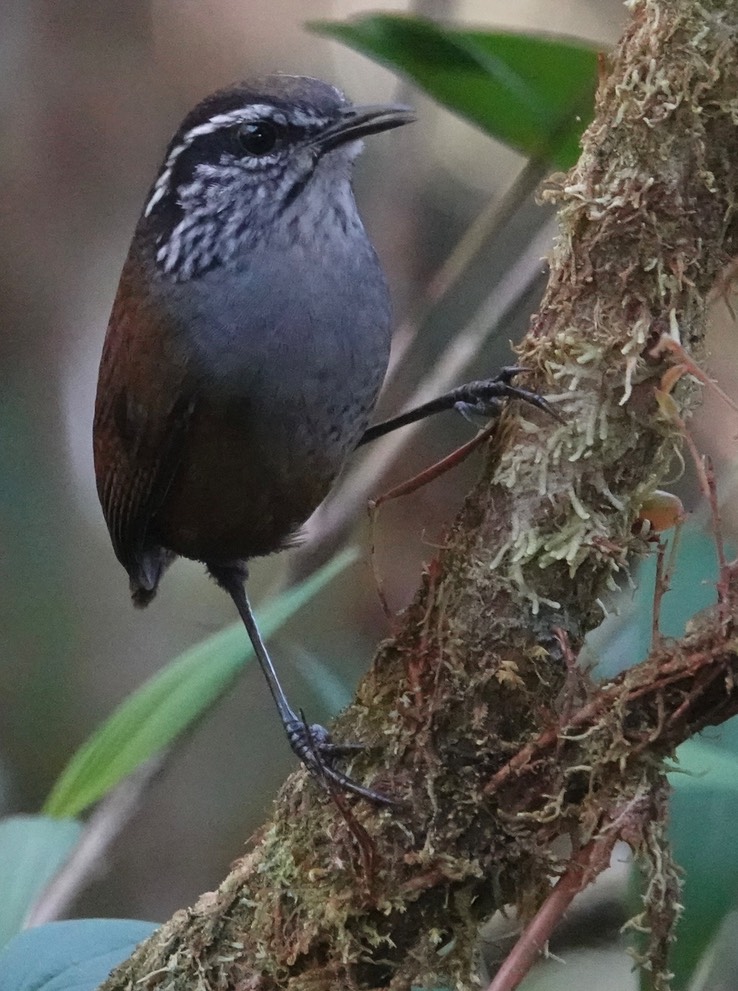 Munchique Wood-Wren3