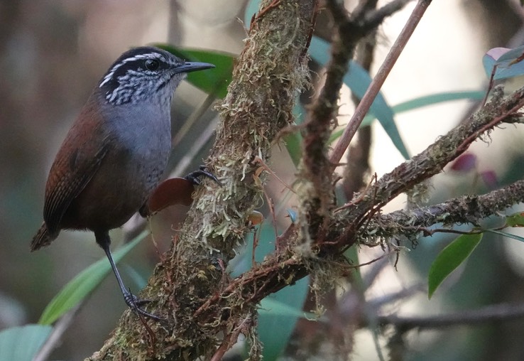 Munchique Wood-Wren4