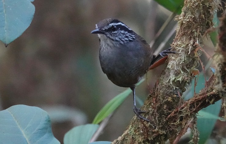 Munchique Wood-Wren5