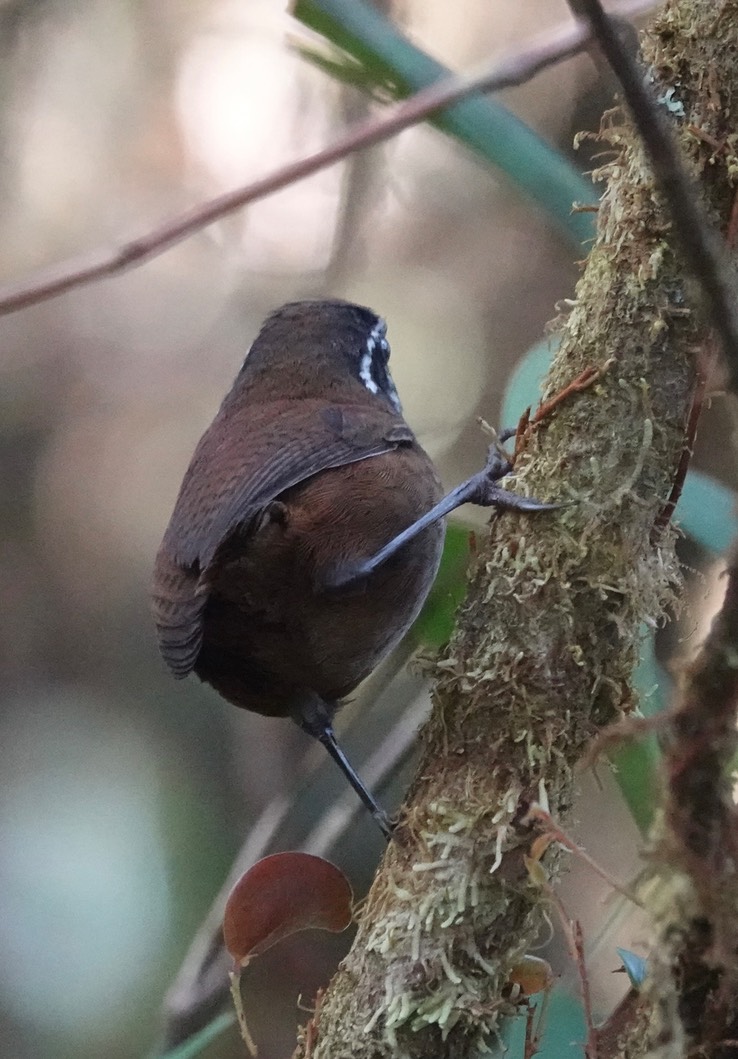 Munchique Wood-Wren6