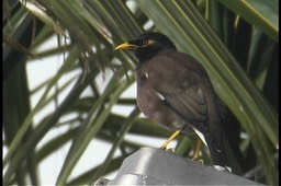 Myna, Common 3