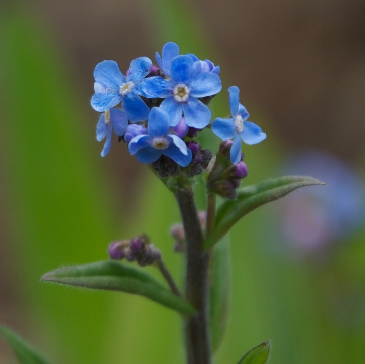 Myosotis laxa1