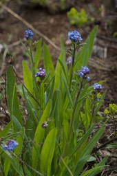 Myosotis laxa3