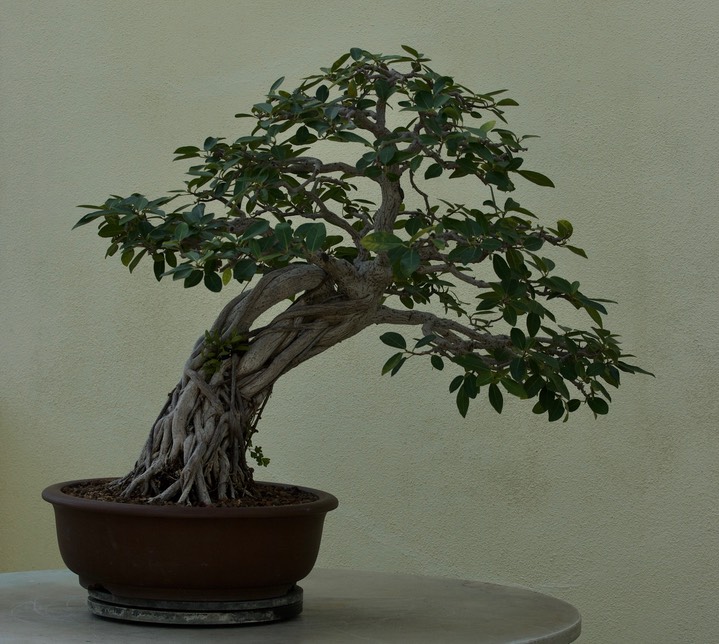 National Bonsai & Penjing Museum - 17