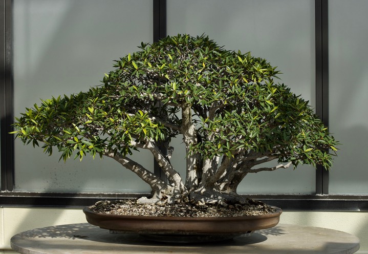 National Bonsai & Penjing Museum - 20