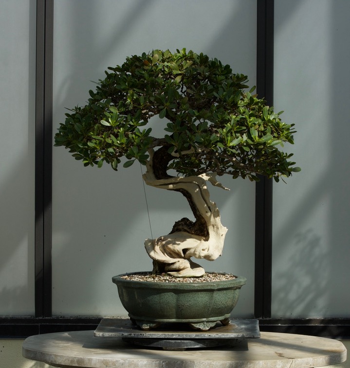 National Bonsai & Penjing Museum - 19