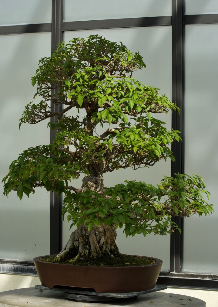 National Bonsai & Penjing Museum - 22