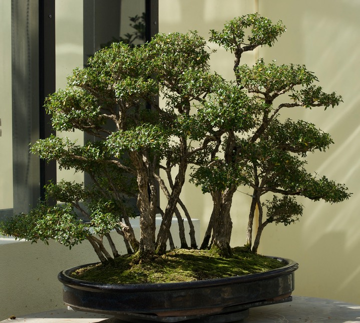 National Bonsai & Penjing Museum - 24