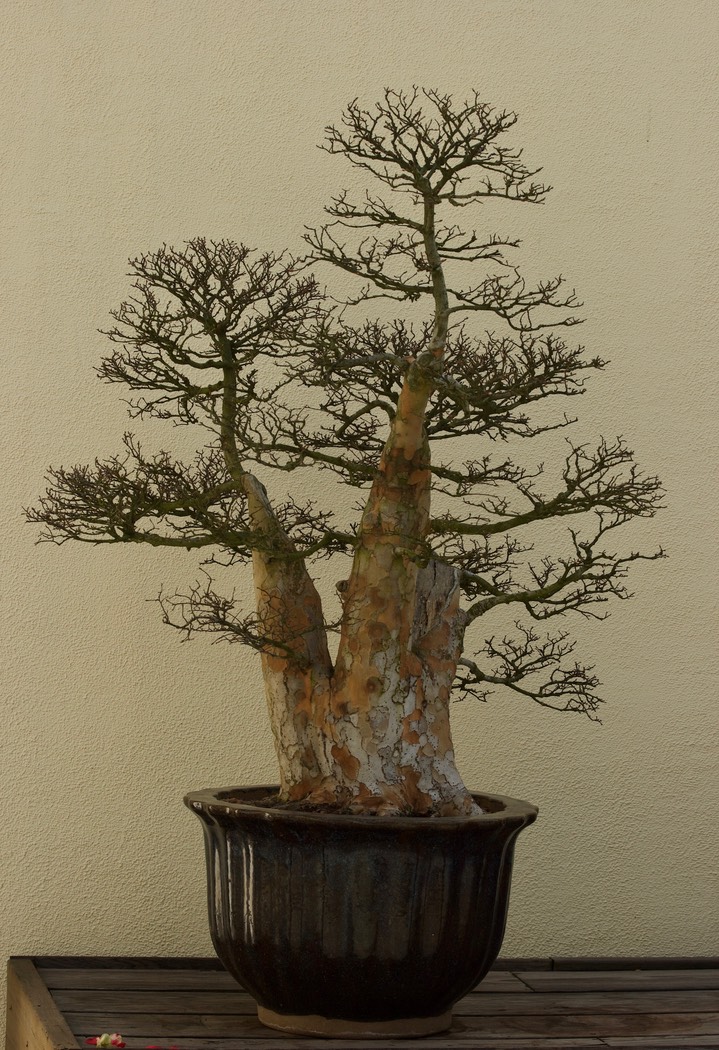 National Bonsai & Penjing Museum - 37