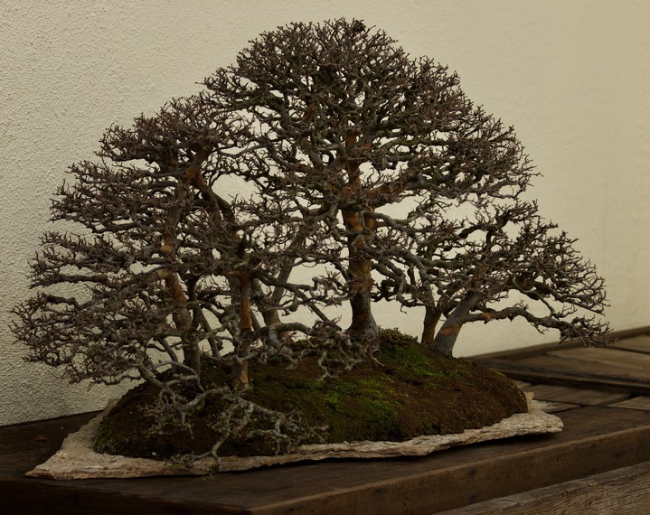 National Bonsai & Penjing Museum - 41