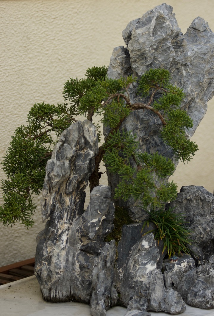 National Bonsai & Penjing Museum - 42