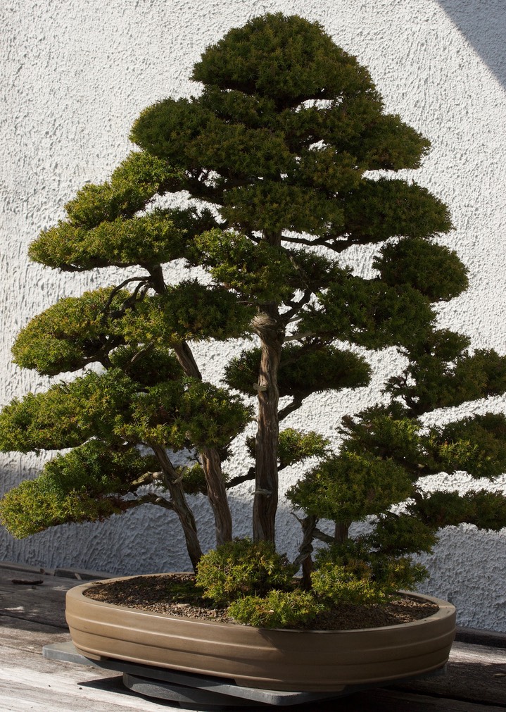 National Bonsai & Penjing Museum - 13