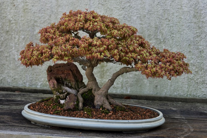 National Bonsai & Penjing Museum