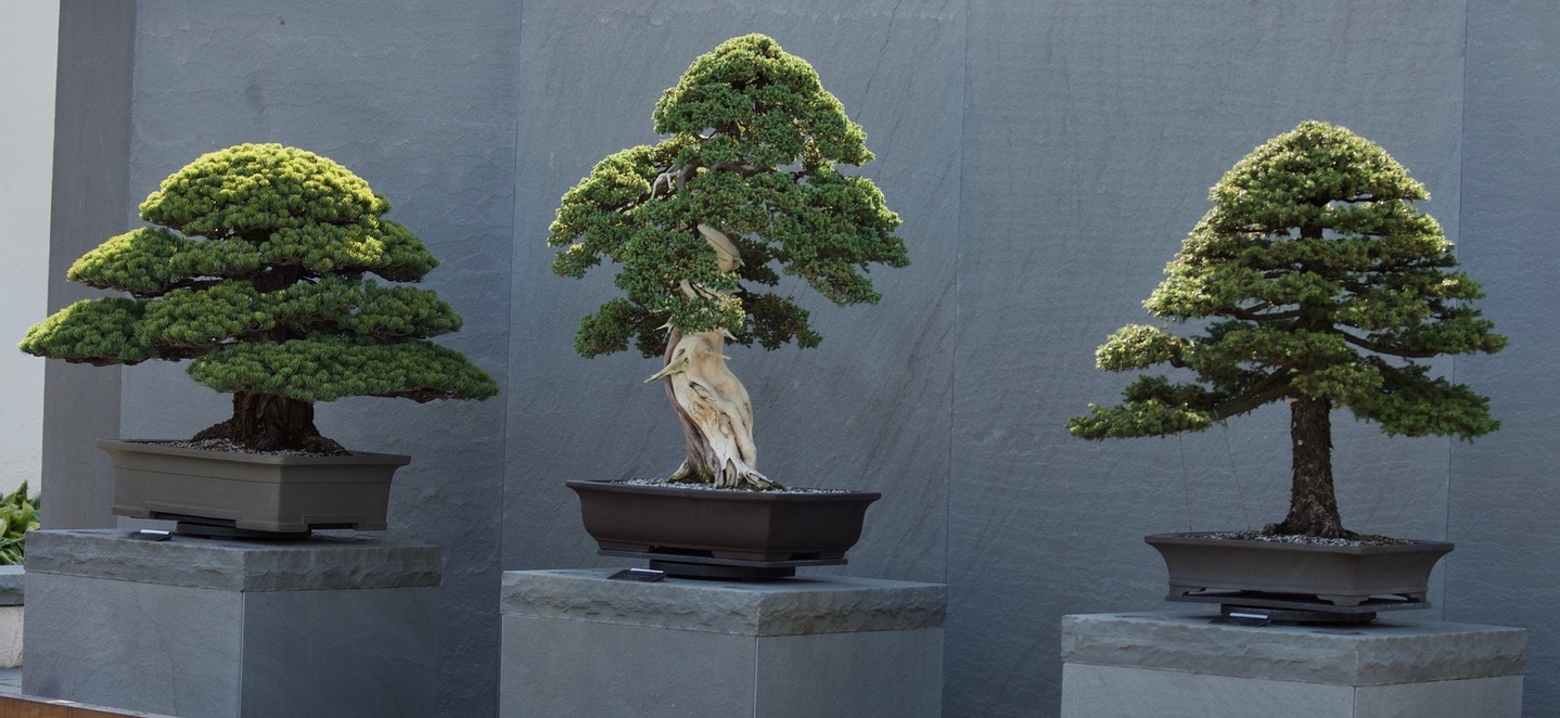 National Bonsai & Penjing Museum - 38