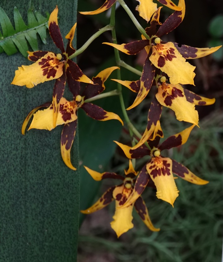 National Botanical Garden - Cyrtobrassidium