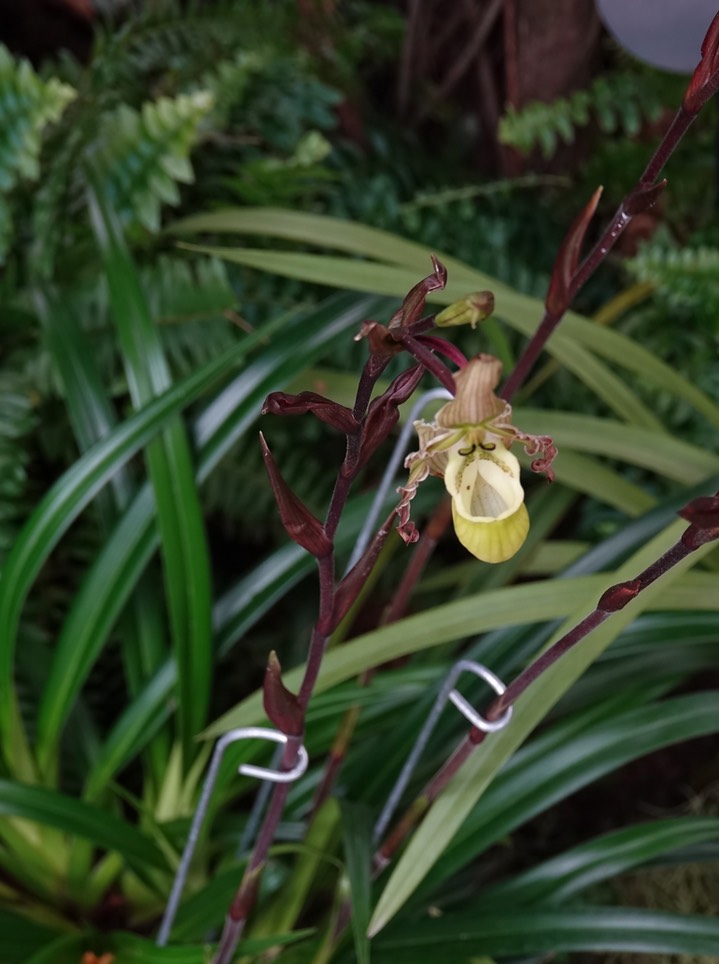 National Botanical Garden - Phragmipedium richteri 1