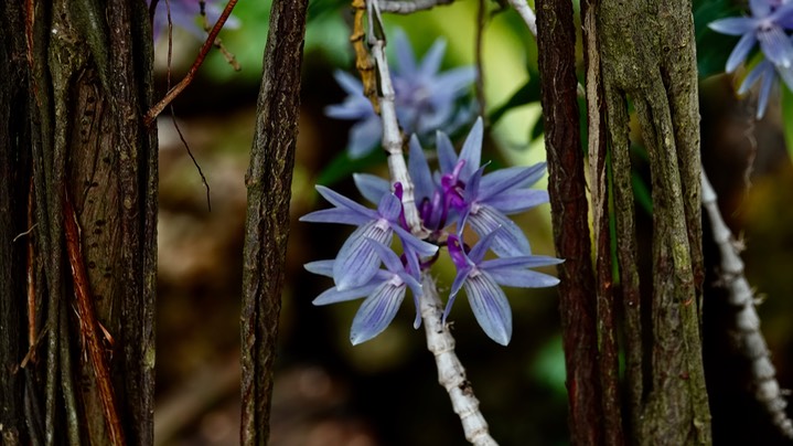 National Botanical Garden - Platystele umbellata