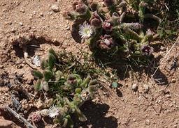 Near Bahia de los Angeles, Baja California, Mesembryanthemum crystallinum, Crystalline Iceplant 2