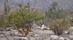 Near Bahia de los Angeles, Bursera microphylla, Small-Leaf Elephant Tree