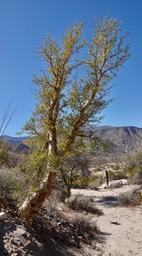 Near Bahia de los Angeles, Baja California Baja California Elephant Tree, Pachycormus discolor 2