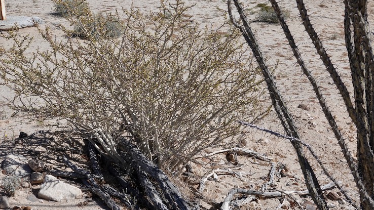 Near Bahia de los Angeles, Baja California, Jatropha cuneata, Limberbush. 1