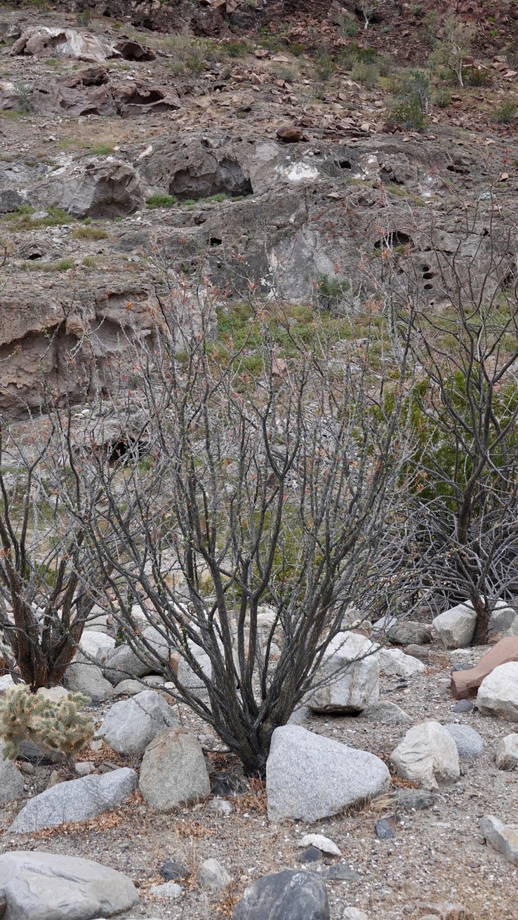 Near Bahia de los Angeles, Baja California, Fouquieria diguetii 2a